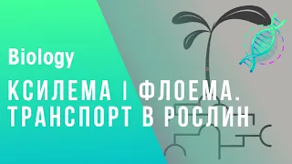 КСИЛЕМА І ФЛОЕМА. ТРАНСПОРТ В РОСЛИН