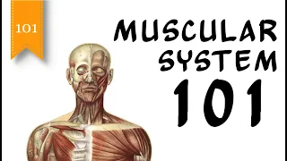 Muscular System 101 - The Human Muscular System and Types of Muscles - FreeSchool 101