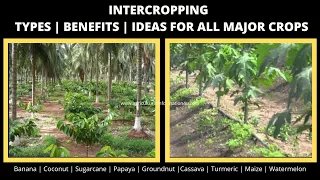 Intercropping: Types | Benefits | Inter crop guide for major crops - 2020