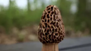 New report sheds light on deaths from morel mushrooms