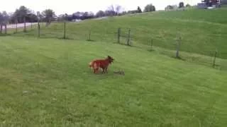 Our dog killing a groundhog