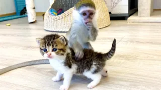 Kittens learn to walk under supervision of baby monkey Susie and mom cat