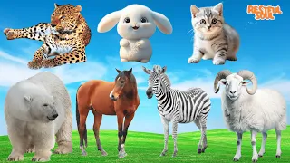 Cute Little Animals: Rabbit, Cat, Bear, Horse, Zebra, Leopard - Animal Sounds