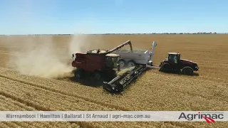 Case IH 7240 Combine in action during harvest