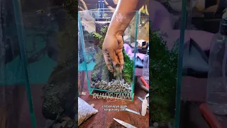 Infinity Rainforest terrarium set up. donforget to subscribe.