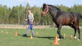 Мария Тихомирова о воспитании лошади