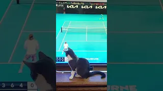Novak Djokovic Fan Tom Cat