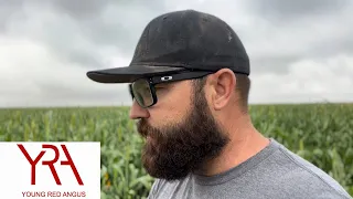 Interseeding Cover Crops With Milo/ Sorghum