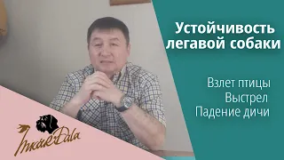 Устойчивость легавой собаки при: Взлете птицы; выстреле; падении дичи.