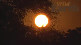 WildEarth - Sunset - 29 April 2021