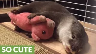 Otter can't fall asleep without cuddling stuffed animal