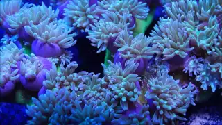 Duncan Coral Feeding Time Lapse