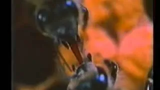 Зоология: Перепончатокрылые - пчелы