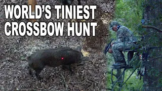 MINI CROSSBOW VS Feral Hog