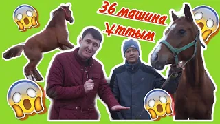 36 машина ұттым. Бәйге аттары. Аламан бәйге. Ағылшын жылқылары