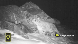 Весь мир узнал, как рычит снежный барс, благодаря видеоловушке в Бурятии