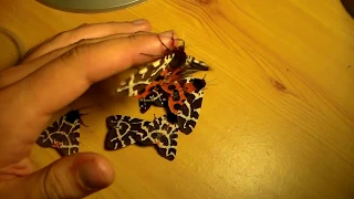 Garden tiger moths (Arctia caja - HD) handling