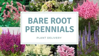 Perennial Haul / Why I Buy Bare Rooted Plants And How To Care For Them