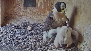 FalconCam Project~😂 What are you doing little Indigo🤣~1:43 p.m. 2022/10/17