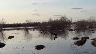 Лиса пришла на голоса подсадных уток / Охота на селезня с подсадной.