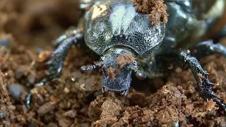 Käfer ArtenForum