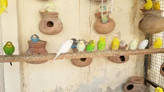 2 Hours of Budgies Playing, Singing and Talking in their colony 17/11/22