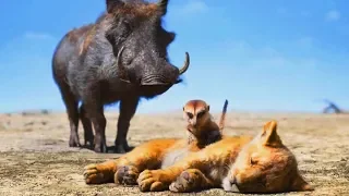 The Lion King (2019) | Timon and Pumbaa Find Simba (Eu Portuguese)