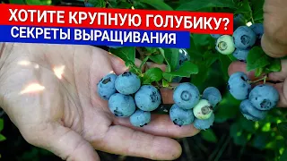 Хотите крупную голубику - секреты выращивания