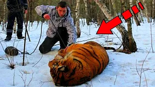 A man helped a dying tiger. You won't believe what happened next!