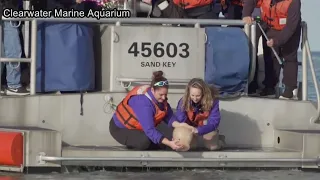 Winter the dolphin's ashes released into Gulf of Mexico