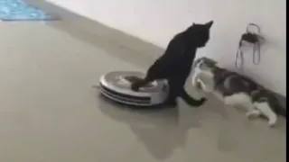 Кот vs робот-пылесос