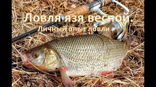 Ловля язя весной. (Личный опыт ловли)