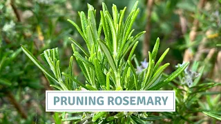 Moving Feverfew, Pruning Rosemary + Planting Summer Bulbs // Cottoverdi