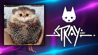 Игра от зрителя Tamrog  "Stray"  Стрим на твиче