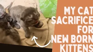 My Cat’s sacrifice for her new born kittens 🫶 | Mom Is Mom😻