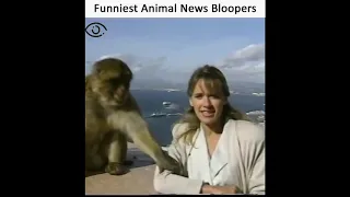 Best Animal News Bloopers Compilation