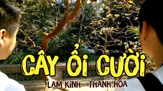 Cây Ổi Cười - Lam Kinh - Thanh Hóa