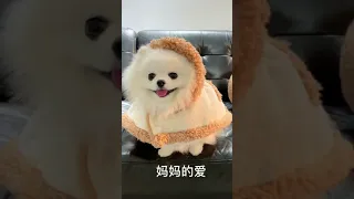 Tik Tok Chó Phốc Sóc Mini 😍 Funny and Cute Pomeranian 284