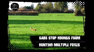 Sabs stop hounds from hunting multiple foxes