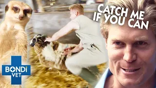 Vet's Hilarious Attempts To Catch Animals 🤪 | Top Five Compilations | Bondi Vet