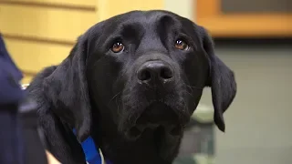 A police dog that is all heart