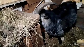 Новая коза не ест