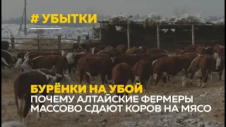 Бедственное положение: алтайские фермеры вынуждены массово сдавать коров на убой