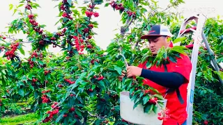 LA MEJOR TEMPORADA DE CEREZA EN CALIFORNIA 🍒CHERRY HARVEST🍒