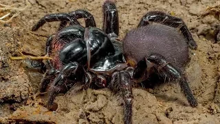 Most Venomous Spiders In The World