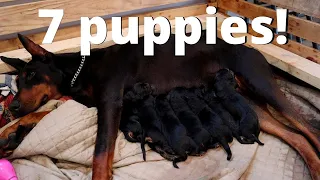 Dog BIRTH- our Doberman finally had puppies!