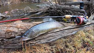 SPRINGTIME TROUT FISHING!! Catch & Cook at the Creek!