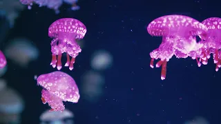 4K Wildlife : Oceans | Colorful Amazing Underwater Wildlife in UltraHD