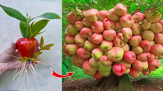 How to growing rose apple tree from rose apple fruit to bear fruit quickly | Grafting Rose Apples