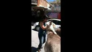 Oatman, Arizona Feeding Donkeys